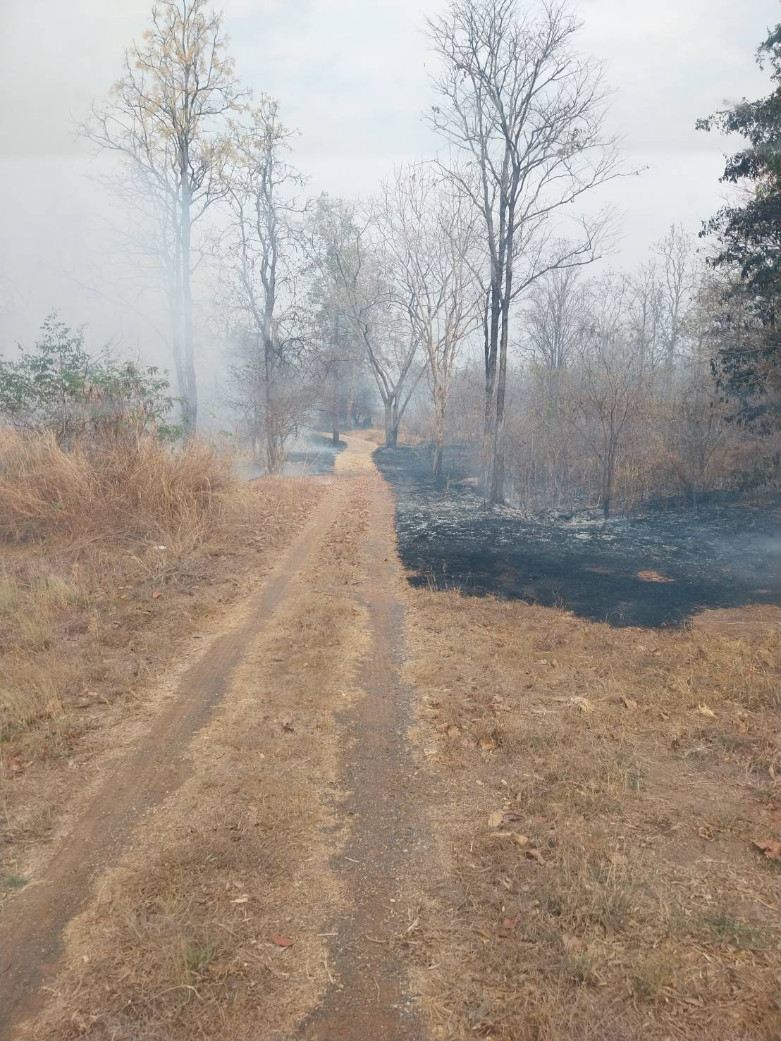 ดำเนินการระงับเหตุเพลิงไหม้ป่าบริเวณหลังหมู่บ้านหลุมเงิน หมู่ที่ ๕ 