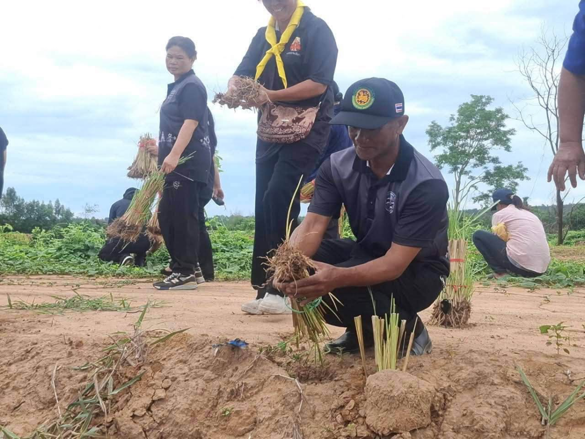 โครงการส่งเสริมการปลูกหญ้าแฝกตามแนวพระราชดำริประจำปี ๒๕๖๙