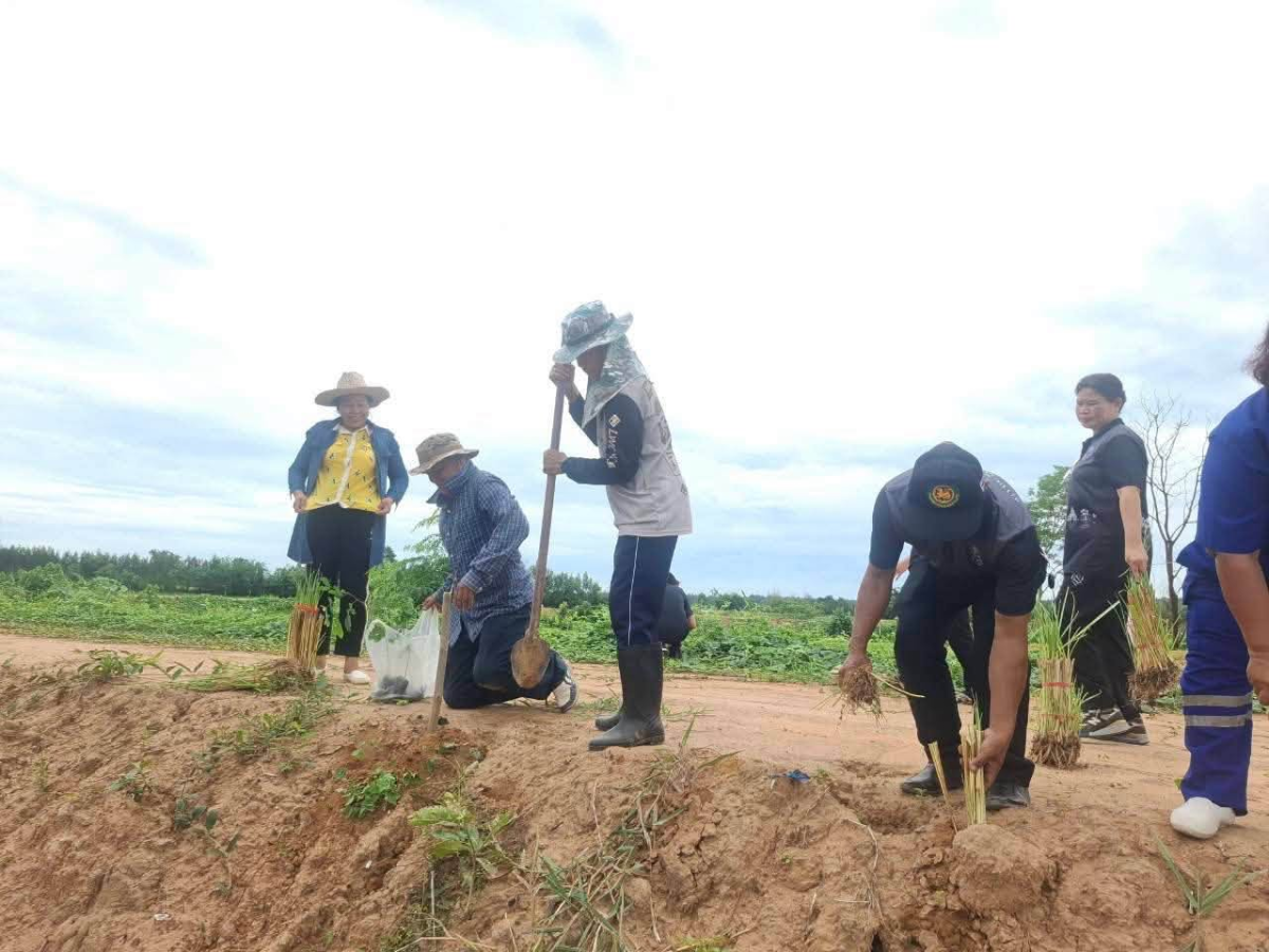 โครงการส่งเสริมการปลูกหญ้าแฝกตามแนวพระราชดำริประจำปี ๒๕๖๙